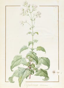 Eupatorium Deltoideum